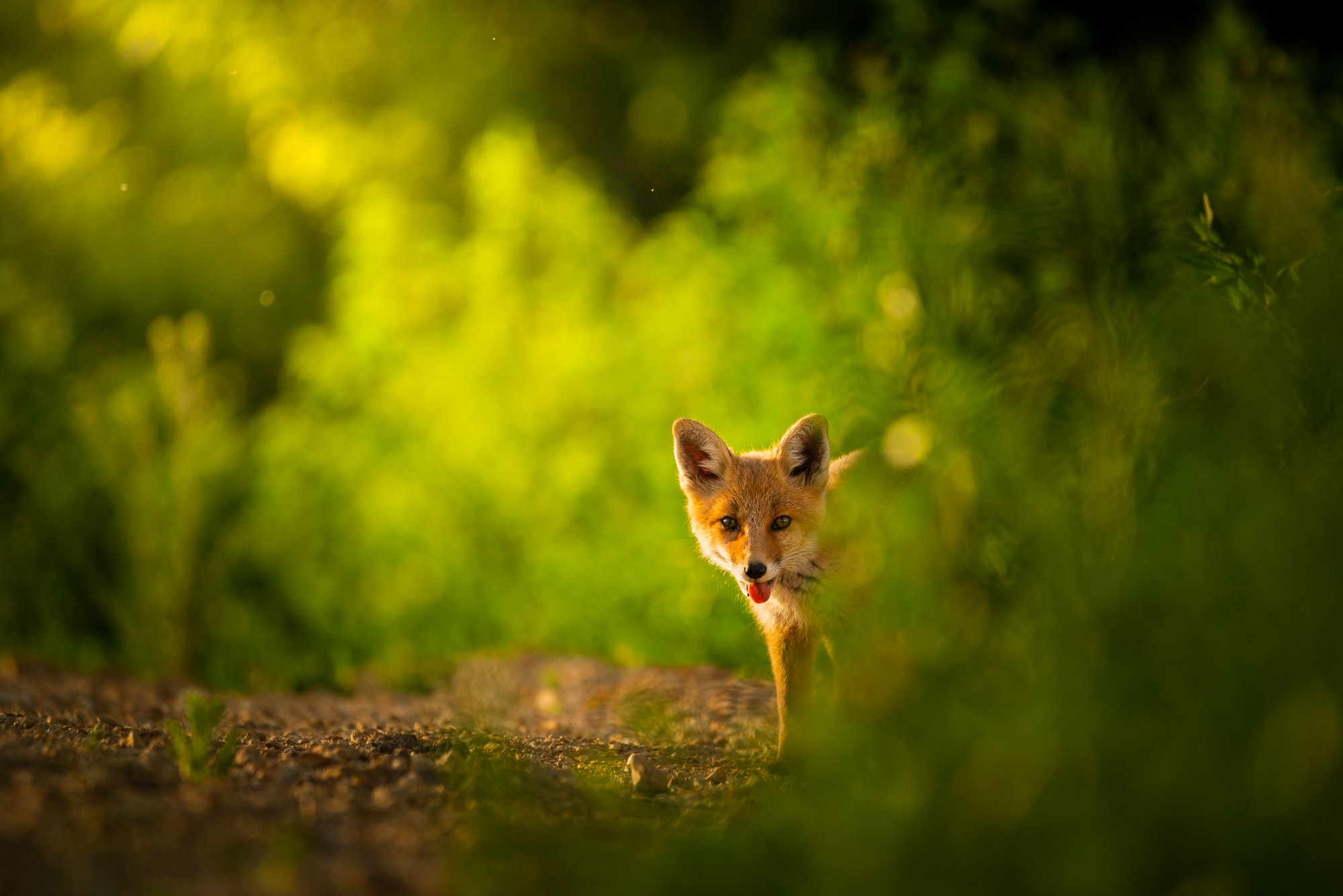 Red fox cub , Vulpes Vulpes